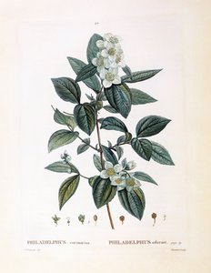 Finto arancio (Philadelphus coronarius), tavola botanica di Pierre Joseph Redouté da Pierre Joseph Redouté
