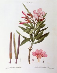 Oleandro (Nerium oleander), tavola botanica di Pierre Joseph Redouté da Pierre Joseph Redouté