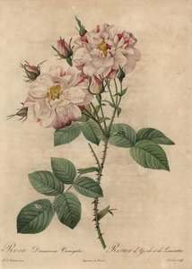 Rosa damascena rosa e bianca da Pierre Joseph Redouté