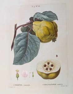 Cotogno (Cydonia communis), tavola botanica di Pierre Joseph Redouté da Pierre Joseph Redouté