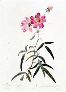 Rosa Longifolia da Pierre Joseph Redouté