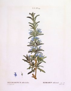 Rosmarino (Rosmarinus officinalis), tavola botanica di Pierre Joseph Redouté da Pierre Joseph Redouté