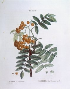 Sorbo o sorbo degli uccellatori (Sorbus aucuparia), Henry Louis Duhamel du Monceau, tavola botanica di Pierre Joseph Redouté