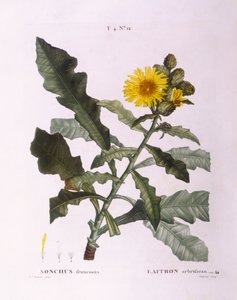 Crespigno (Sonchus fruticosus), tavola botanica di Pierre Joseph Redouté da Pierre Joseph Redouté