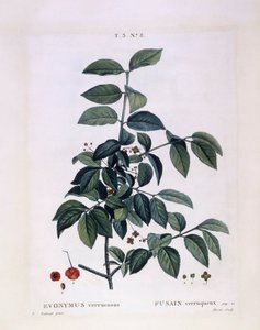 Fusaggine (Euonymus verrucosus), tavola botanica di Pierre Joseph Redouté