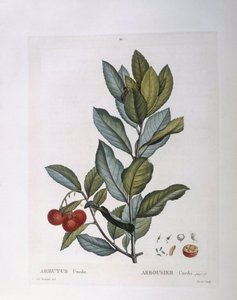 Corbezzolo (Arbutus unedo), tavola botanica di Pierre Joseph Redouté da Pierre Joseph Redouté