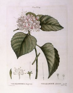Volkameria fragrans, tavola botanica di Pierre Joseph Redouté da Pierre Joseph Redouté