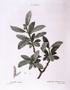 Salice (Salix lanata), tavola botanica di Pierre Joseph Redouté