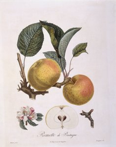 Mela (Malus domestica), varietà Bourgogne, tavola botanica di Pierre Antoine Poiteau