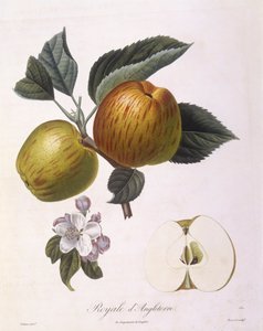 Mela 