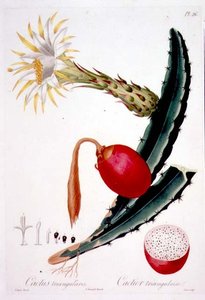 Cactus Triangularis, tavola 26 da 