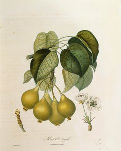 Albicocca Muscat Royal di Antoine Poiteau da Pierre Antoine (after) Poiteau