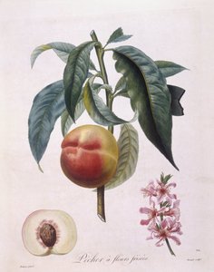 Pesca (Prunus persica batsch), tavola botanica di Pierre Antoine Poiteau da Pierre Antoine (after) Poiteau