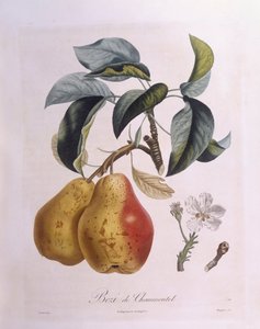 Pera "Bezi de Chaumontel", tavola botanica di Pierre Antoine Poiteau da Pierre Antoine (after) Poiteau