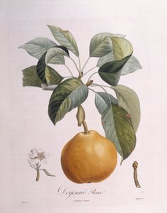 Pera "Doyenné roux", tavola botanica di Pierre Antoine Poiteau