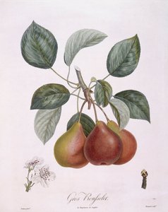 Pera "Gros Rousselet", tavola botanica di Pierre Antoine Poiteau da Pierre Antoine (after) Poiteau
