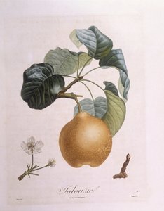 Pera "Talousie", tavola botanica di Pierre Antoine Poiteau