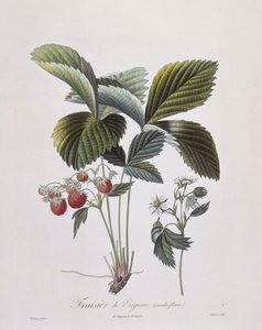 Fragola della Virginia (Fragaria virginiana), Henry Louis Duhamel du Monceau, tavola botanica di Pierre Antoine Poiteau da Pierre Antoine (after) Poiteau