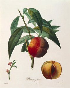 Pesca gialla (Pavie Jaune) di Antoine Poiteau da Pierre Antoine (after) Poiteau