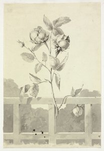 Rosa da Pierre Antoine Mongin