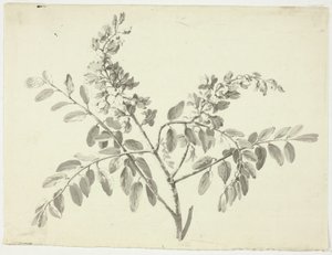 Il ramo fiorito da Pierre Antoine Mongin