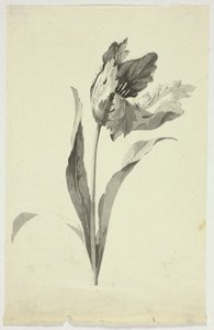 Tulipano da Pierre Antoine Mongin