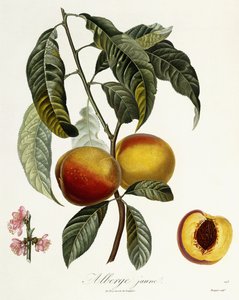 Alberge giallo da Pierre Antoine Poiteau