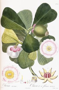 Clusia rosea, Clusier a fleurs roses, 1808-1828 da Pierre Antoine Poiteau