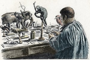Tassidermia: un tassidermista imbalsama animali nel suo laboratorio Incisione da 