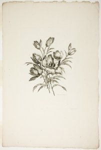 Bouquet con tulipani, dalla Collezione di diversi bouquet di fiori, inventati e disegnati da Jean Pillement e incisi da P. C. Canot da Pierre Charles Canot