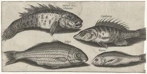 Pesce capra, persico, ghiozzo e un pesce sconosciuto