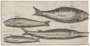 Pesce elfo, storione, pesce ghiaccio e un