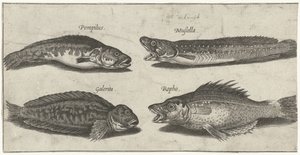 Merluzzo, cernia, blennio cornuto e un pesce nero