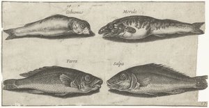 Ghiozzo, pesce capone, merluzzo e un altro pesce