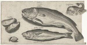Merluzzo, merlano, un delfino e conchiglie (Pesci) da Pierre Firens