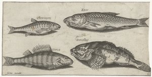 Carpa, alborella, pesce gatto e un persico