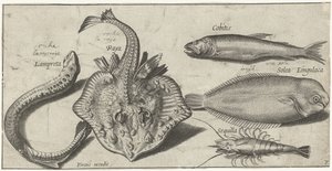Razza, lampreda, gambero e altri due pesci Pesci (titolo della serie) Piscivm vivae icones (titolo della serie) da Pierre Firens