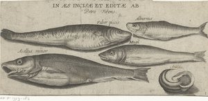 Sprotte, carpa, muggine, piccolo merluzzo e una conchiglia (serie di pesci) da Pierre Firens