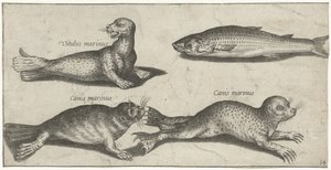 Due foche, un leone marino e un cefalo