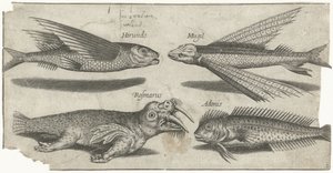 Pesce volante, pesce lupo, pesce limaccia e un tricheco
