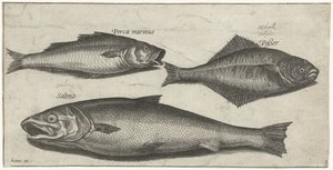 Spigola, sogliola e salmone
