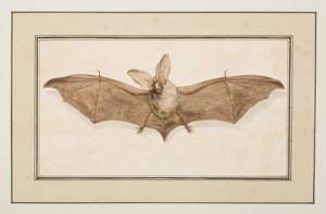 Pipistrello dalle lunghe orecchie marroni, c.1755-65 da Pierre Francois Ledoulx