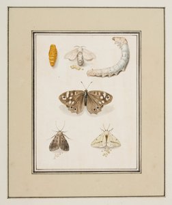 Farfalle, falene e bruchi, c.1755-65 da Pierre Francois Ledoulx