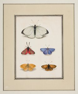 Farfalle, c.1755-65 da Pierre Francois Ledoulx