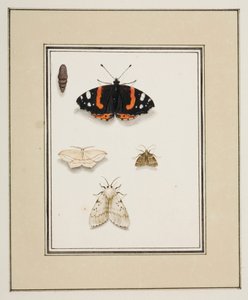 Farfalle, c.1755-65 da Pierre Francois Ledoulx