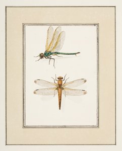 Libellule, c.1755-65 da Pierre Francois Ledoulx