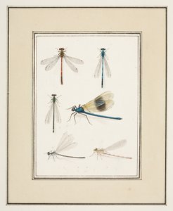 Libellule, c.1755-65