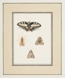 Farfalla macaone, effimera e due falene, c.1755-65
