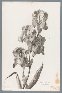 Iris pallida da Pierre François Legrand