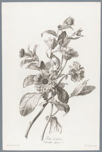 Calendula da Pierre François Legrand